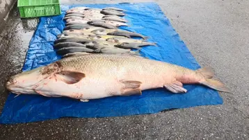 Dev gibi. Doğrayıp 500 liradan satacaklar