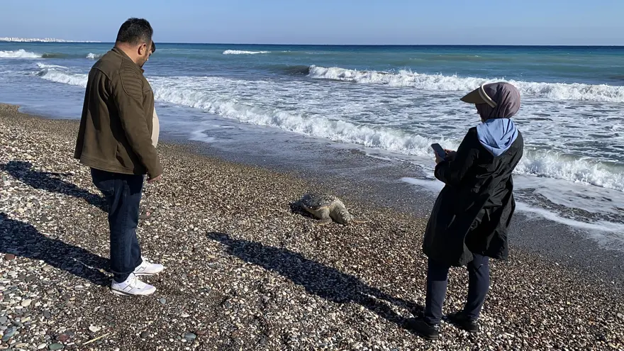 Üzücü manzara: 2 günde 2 caretta caretta telef oldu 2