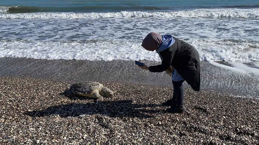 Üzücü manzara: 2 günde 2 caretta caretta telef oldu 1