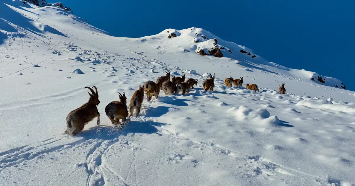 Beyaz manzaranın üzerindeki nadir görüntü. Kırmızı listede yer alıyor
