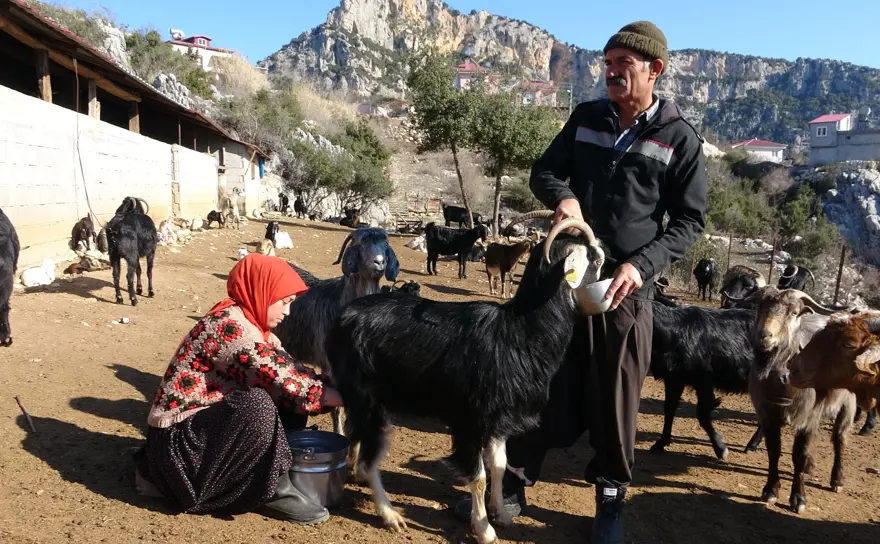 Üniversiteyi bitirdi, köyüne döndü. Rotasını bulamayınca baba mesleğini yaşatmaya başladı 3