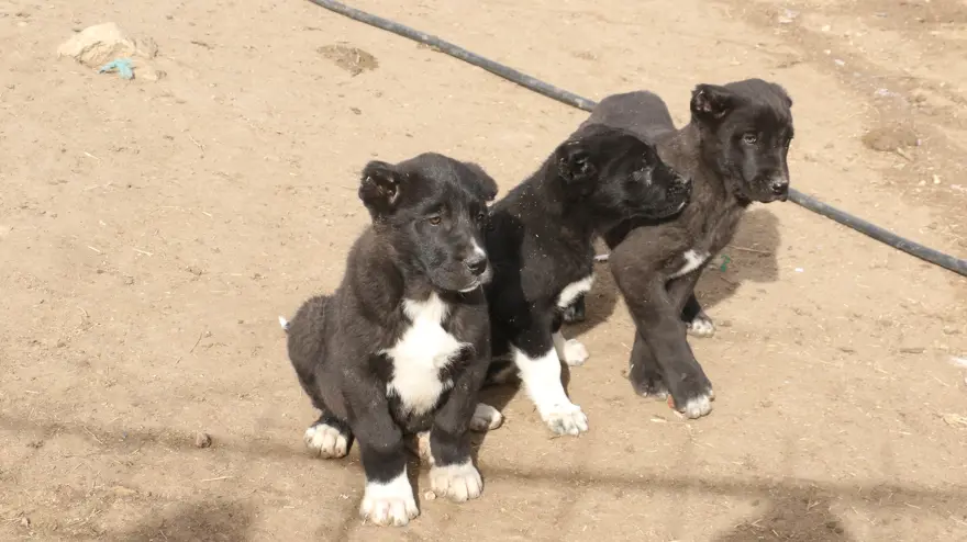 Başkentin siyah bekçileri. Küçüğü 20 bin TL'den satılıyor ''Seni canavardan bile korur'' 4