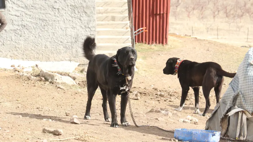 ''OKUL BİLE OKUMADIM'' 3