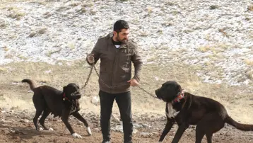 Başkentin siyah bekçileri. Küçüğü 20 bin TL'den satılıyor ''Seni canavardan bile korur''