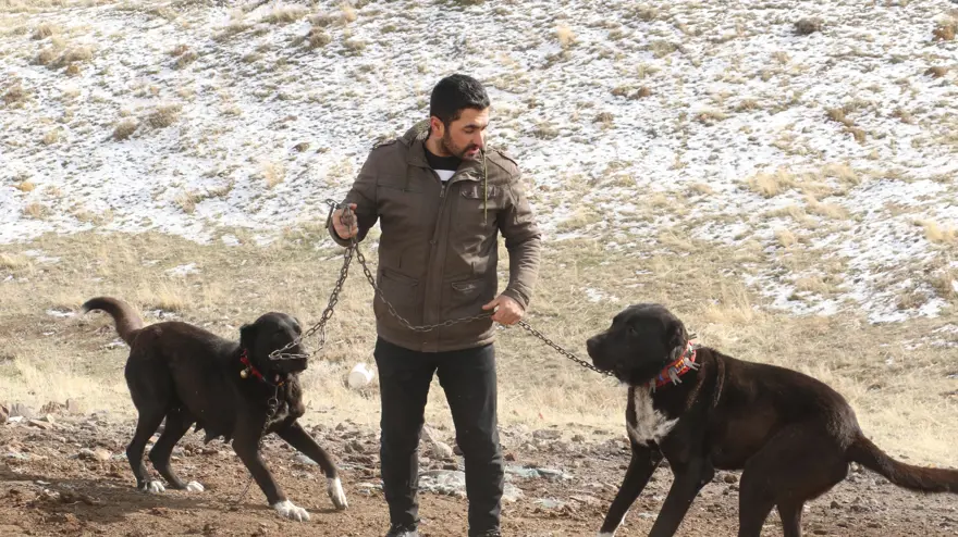 Başkentin siyah bekçileri. Küçüğü 20 bin TL'den satılıyor ''Seni canavardan bile korur'' 