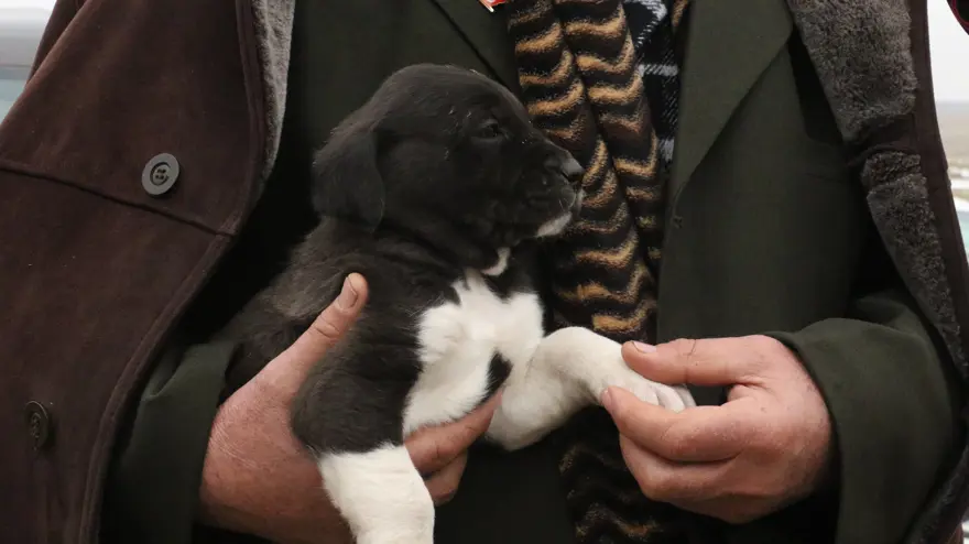 Başkentin siyah bekçileri. Küçüğü 20 bin TL'den satılıyor ''Seni canavardan bile korur'' 1