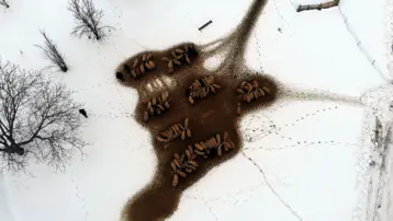 Kuzuları biberonla bile besliyor, sabaha kadar nöbetteler