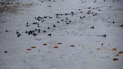 Sibirya'dan Bayburt'a kadar geldiler, vatandaşlar elleriyle besliyor