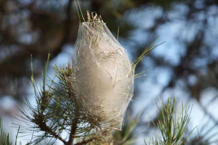 OBURCU BESLENİP CİDDİ ZARAR VERİYOR 1