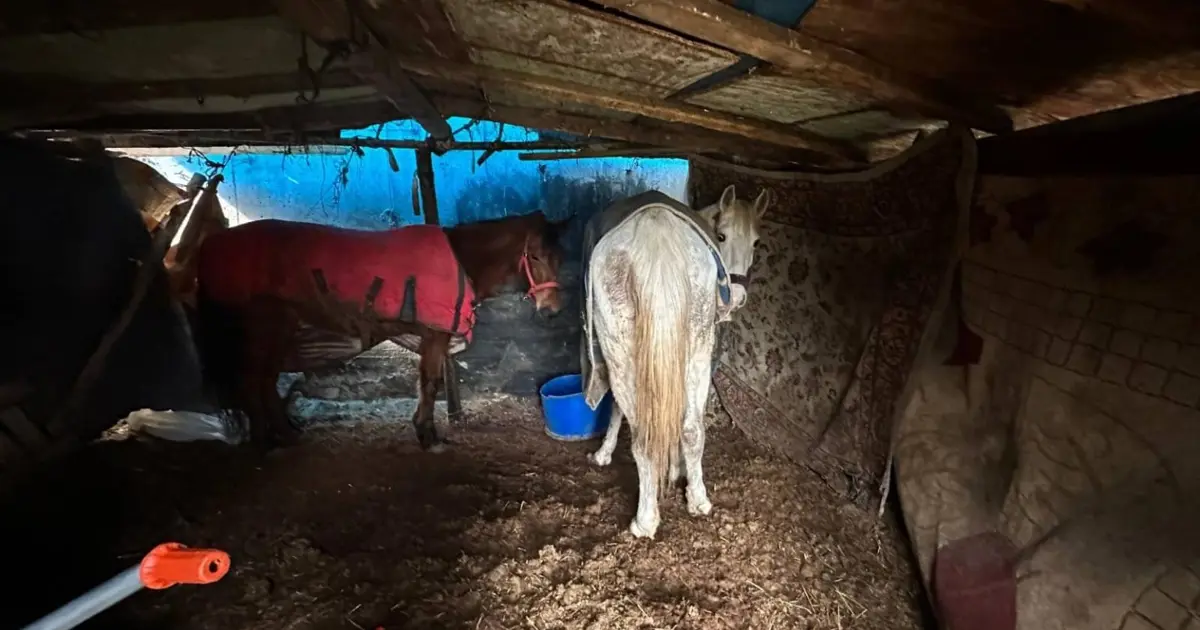 Otoyol kenarındaki kemikler jandarmayı at kasaplarına götürdü