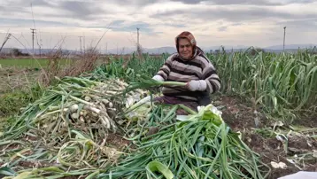 Fiyatı 10 liraya düştü ama alıcı yok. Çiftçinin elinde kaldı