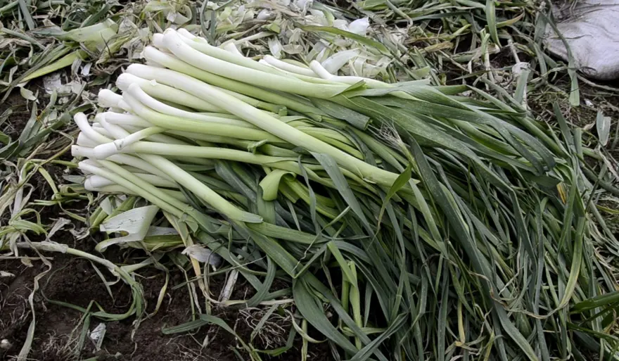 Fiyatı 10 liraya düştü ama alıcı yok. Çiftçinin elinde kaldı 1