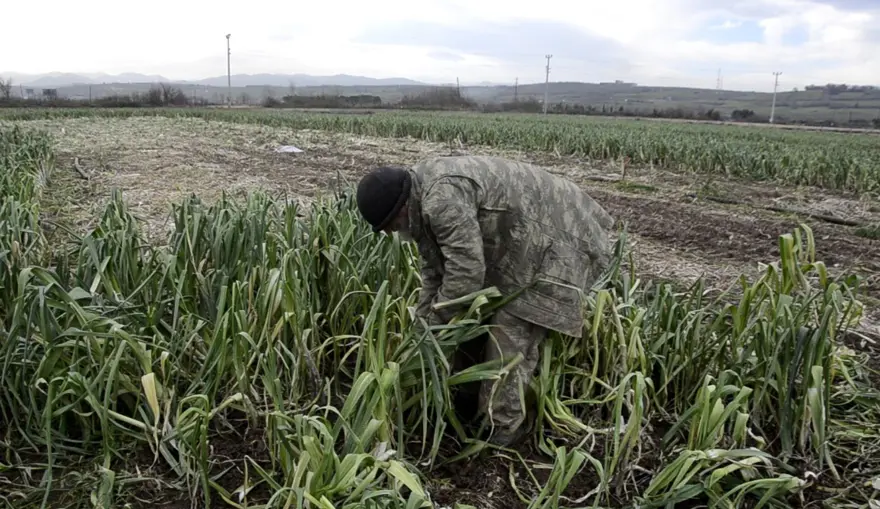 Fiyatı 10 liraya düştü ama alıcı yok. Çiftçinin elinde kaldı 2