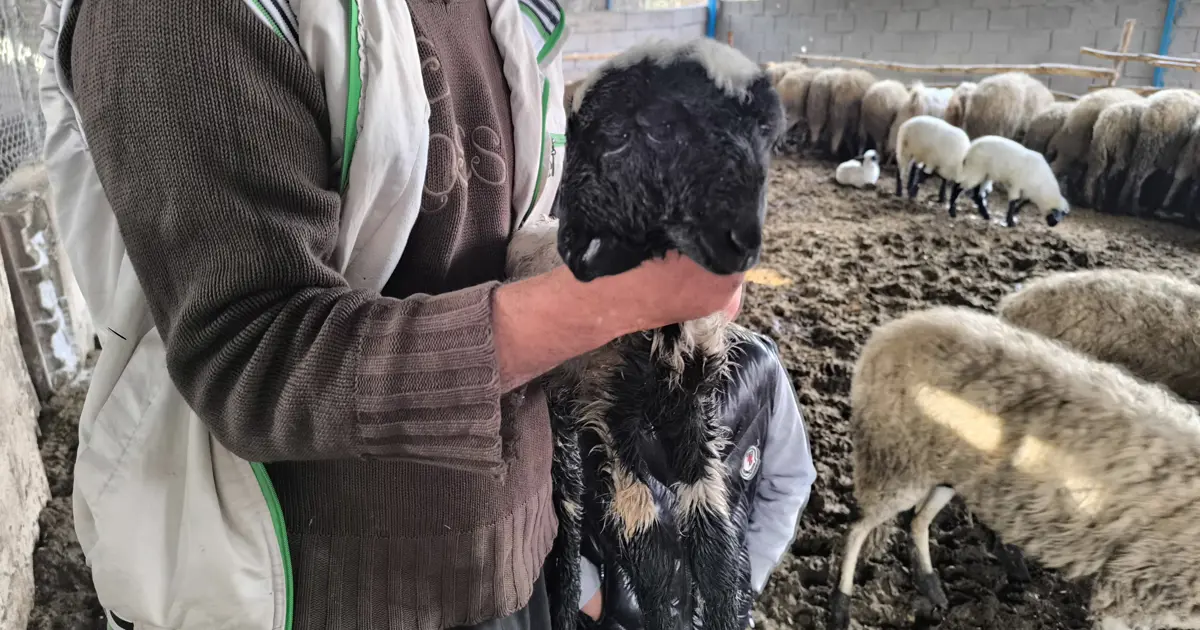 Hatay'da bir kuzu, çift başlı ve 4 gözlü doğdu