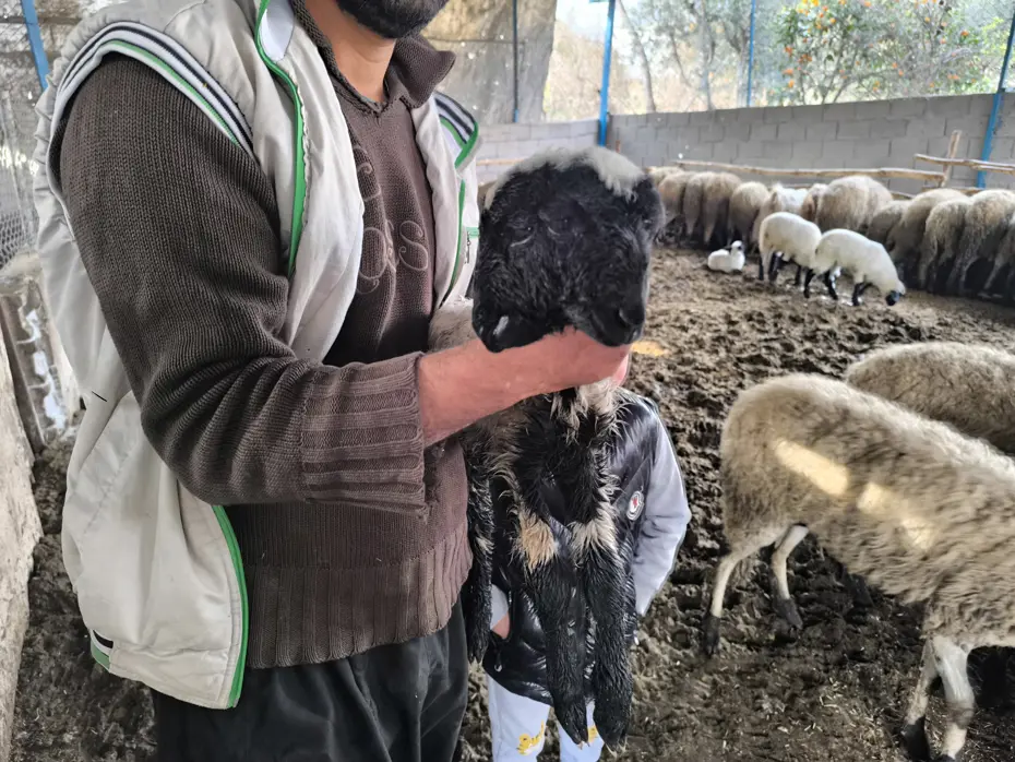 Hatay'da bir kuzu, çift başlı ve 4 gözlü doğdu