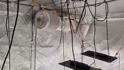 Evini uyuşturucu serasına çevirmiş