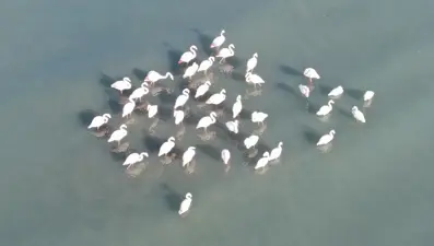 Flamingolar bu yıl da Van'dan göç etmedi

