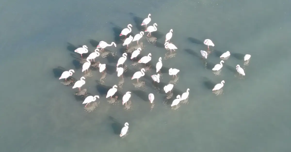 Flamingolar bu yıl da Van'dan göç etmedi
