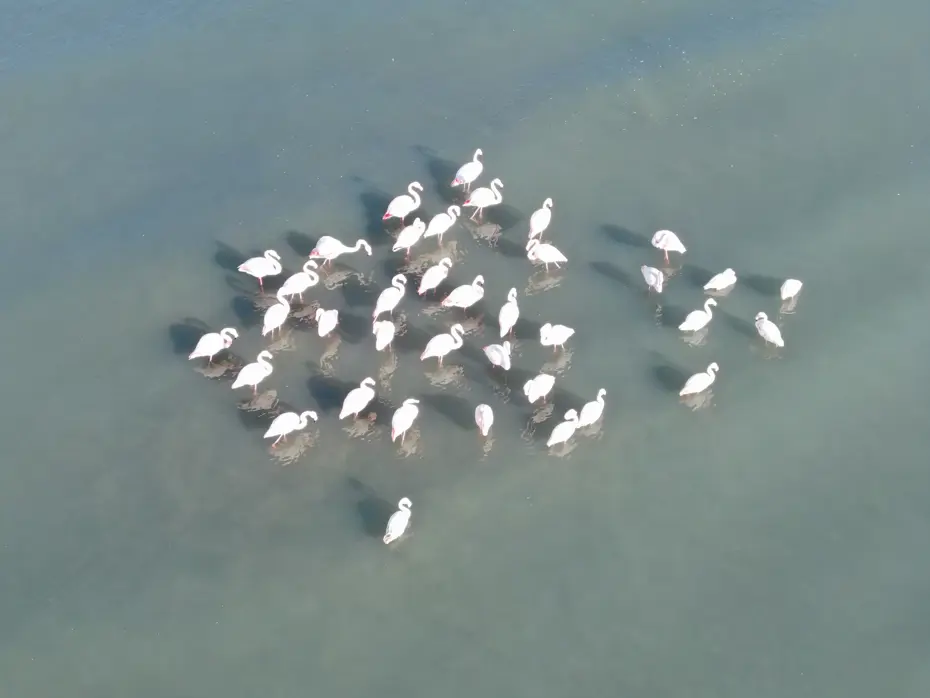 Flamingolar bu yıl da Van'dan göç etmedi
