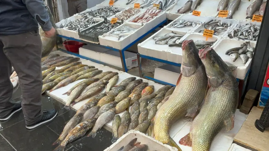 Baraj gölünde yakalandı, gören hayrete düştü. Kilosu 500 liraya satılıyor 1