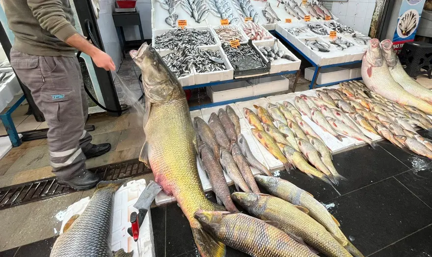 Baraj gölünde yakalandı, gören hayrete düştü. Kilosu 500 liraya satılıyor 