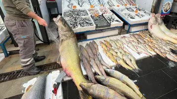 Baraj gölünde yakalandı, gören hayrete düştü. Kilosu 500 liraya satılıyor