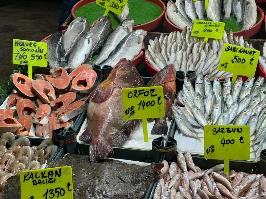 Bu balık çeyrek altınla yarışıyor. 7,5 kilo ağırlığında, değeri 10 bin 500 lira 1 Bu balık çeyrek altınla yarışıyor. 7,5 kilo ağırlığında, değeri 10 bin 500 lira 1