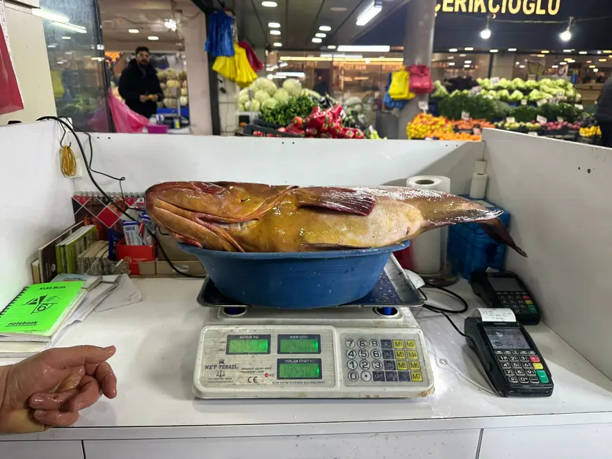 Bu balık çeyrek altınla yarışıyor. 7,5 kilo ağırlığında, değeri 10 bin 500 lira 3 Bu balık çeyrek altınla yarışıyor. 7,5 kilo ağırlığında, değeri 10 bin 500 lira 3
