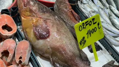 Bu balık çeyrek altınla yarışıyor. 7,5 kilo ağırlığında, değeri 10 bin 500 lira
