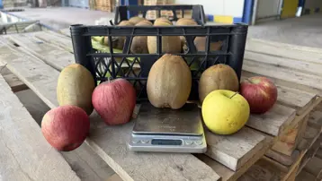 Tarımda sessiz devrim. 4 tanesi 1 kilogram ediyor, yoğun talep var