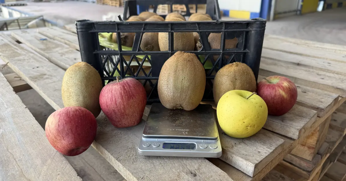 Tarımda sessiz devrim. 4 tanesi 1 kilogram ediyor, yoğun talep var