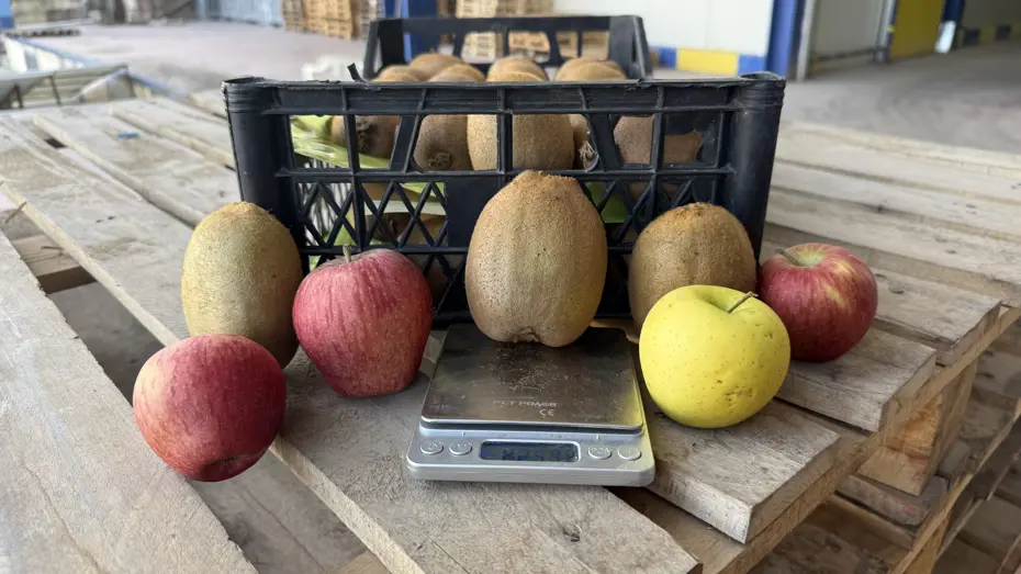 Tarımda sessiz devrim. 4 tanesi 1 kilogram ediyor, yoğun talep var