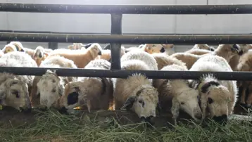 Elazığ'da çiçek hastalığı paniği. 6 köy karantinaya alındı