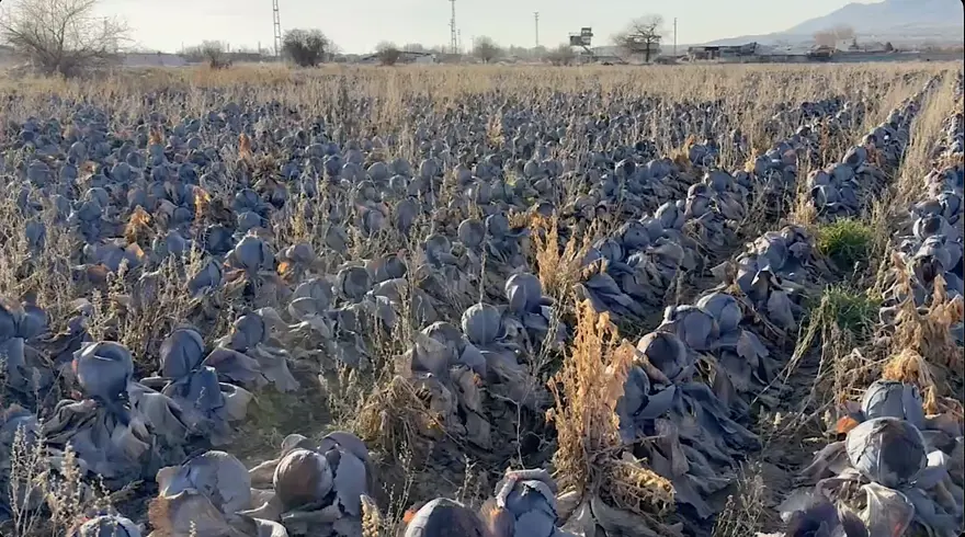 Pazarda tanesi 80 lira, 5 liraya almak istediler. Hepsi tarlada kaldı, kara kara düşünüyor 