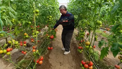 Toprağın altından çıkan sıcak suyla yetişiyor. Doğal avantajla pazarın gözdesi