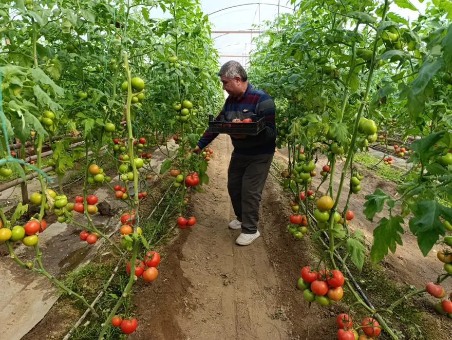 Toprağın altından çıkan sıcak suyla yetişiyor. Doğal avantajla pazarın gözdesi 