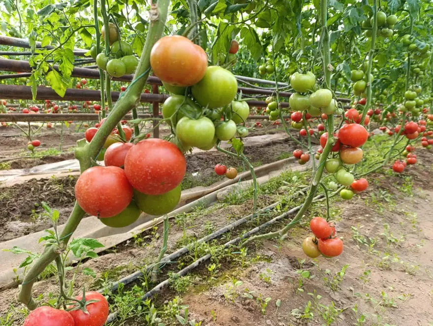 Toprağın altından çıkan sıcak suyla yetişiyor. Doğal avantajla pazarın gözdesi 3