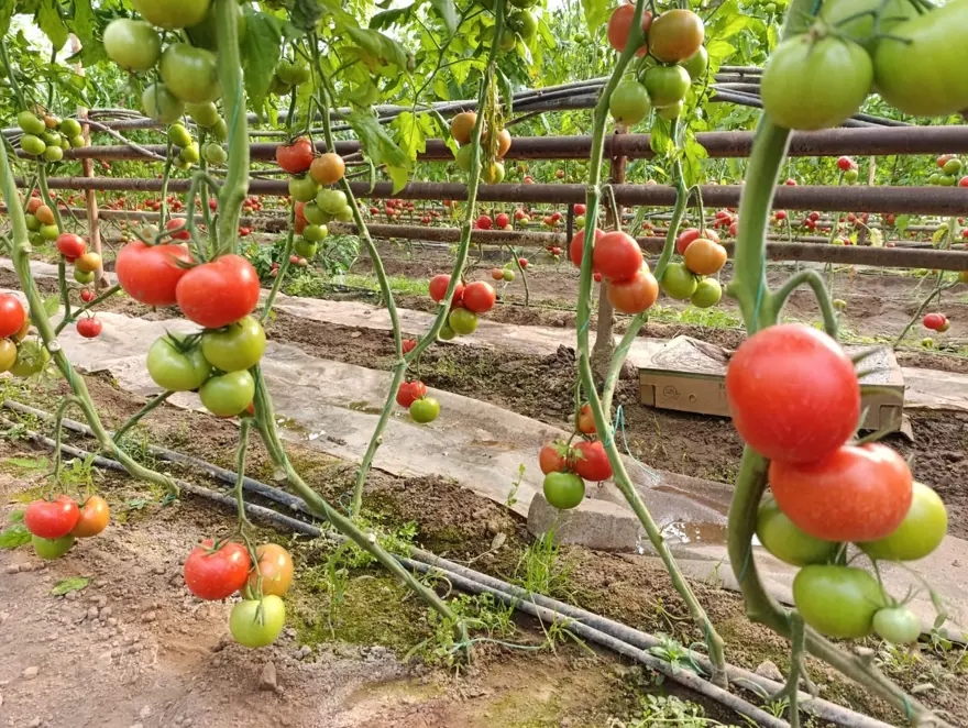 Toprağın altından çıkan sıcak suyla yetişiyor. Doğal avantajla pazarın gözdesi 2