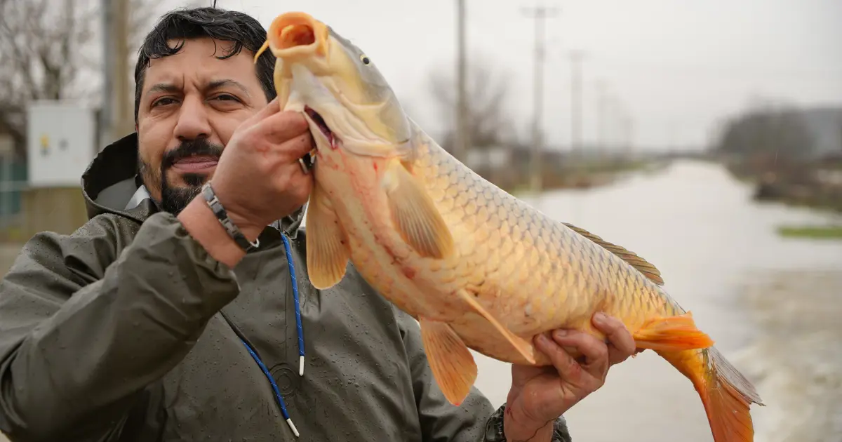 Meriç Nehri taştı, tarladan ekin değil balık topladı