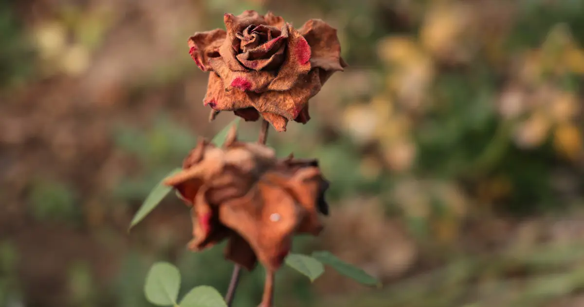 Zirai don vurdu, güller dallarda kurudu. Tavan fiyatı görecek