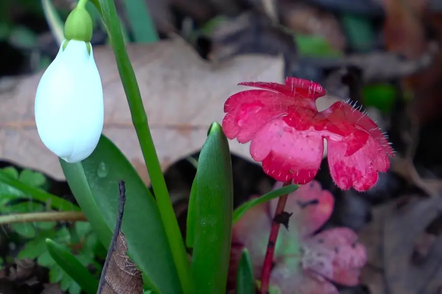 Milli servet değeri var. Karların erimesiyle dağlarda çıktı 3