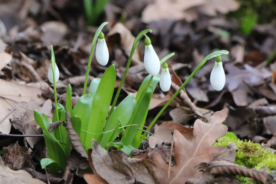 Milli servet değeri var. Karların erimesiyle dağlarda çıktı 1