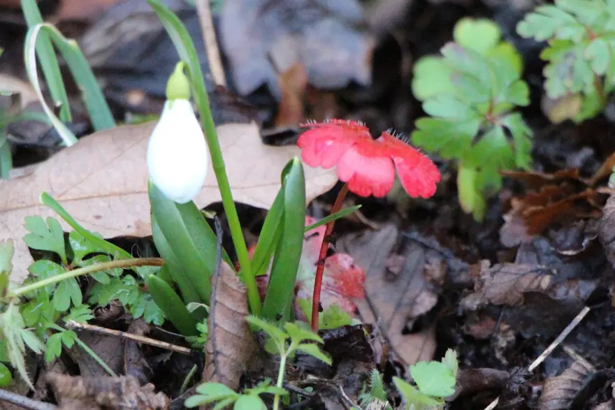 "BİTKİLER MİLLİ SERVET" 2