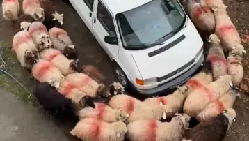 Trabzon’da ilginç görüntüler: Koyun sürüsü halka oluşturup döndü
