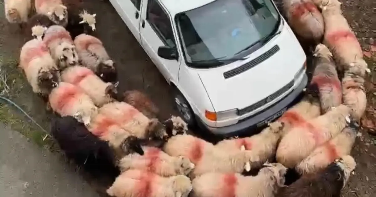 Trabzon’da ilginç görüntüler: Koyun sürüsü halka oluşturup döndü