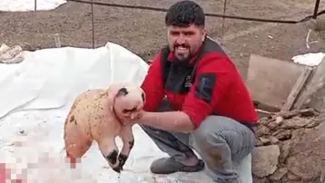 Ölü doğan kuzu, panda yavrusuna benzerliğiyle şaşırttı