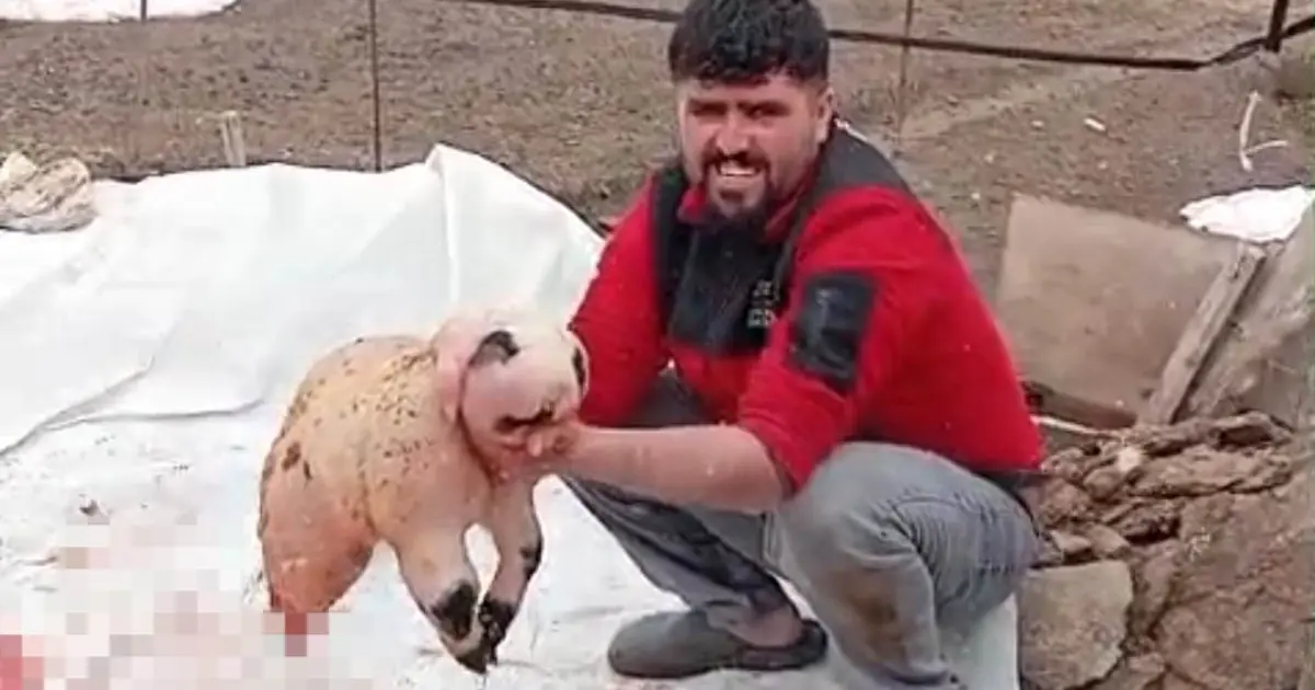 Ölü doğan kuzu, panda yavrusuna benzerliğiyle şaşırttı