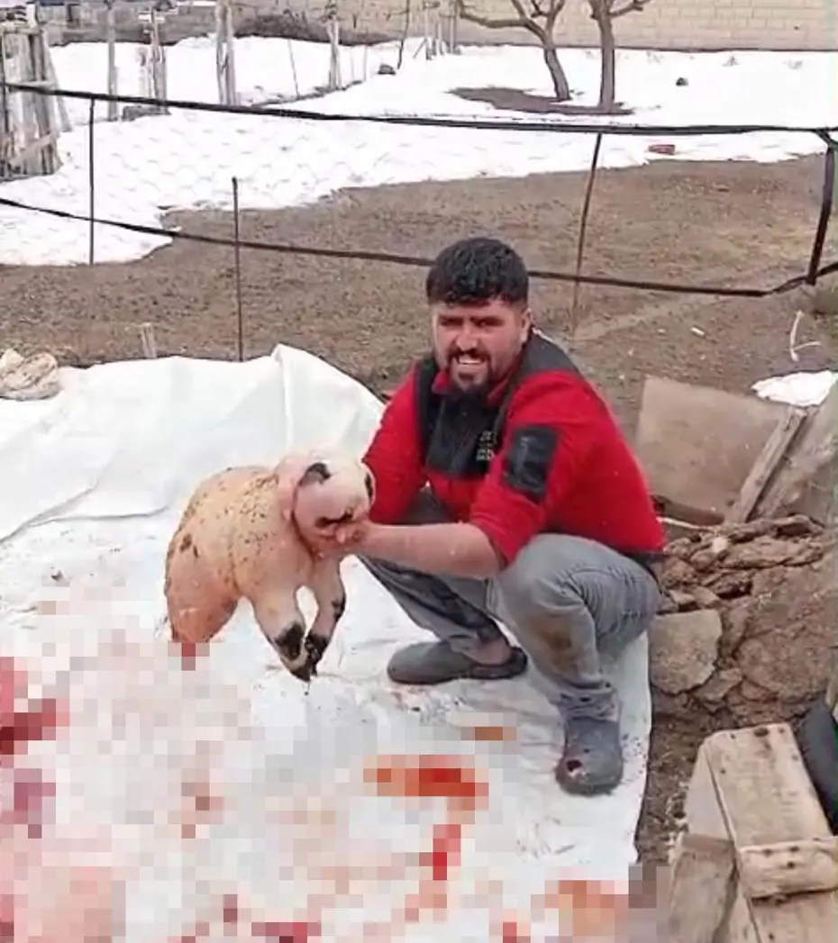 Ölü doğan kuzu, panda yavrusuna benzerliğiyle şaşırttı