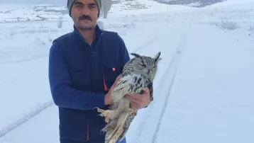 Kuduz olduğunu anlayan Puhu kuşu intihar etti