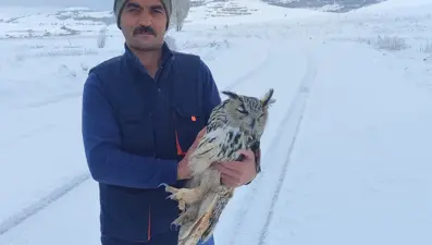 Kuduz olduğunu anlayan Puhu kuşu intihar etti